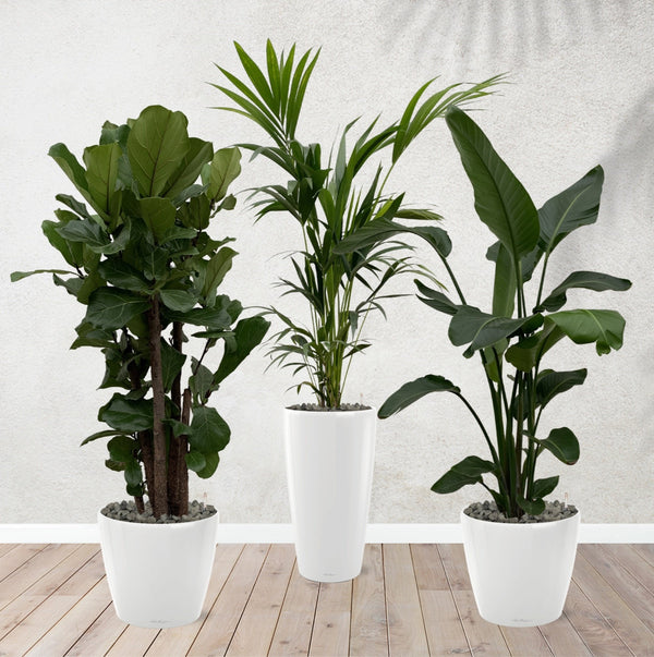 Combi deal - Ficus Lyrata vertakt 160 cm - Kentia palm 170 cm - Strelitzia Nicolai 170 cm inclusief zelfwaterende potten kopen bij Green Bubble