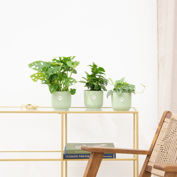 Combideal - Jungle Jewels kopen bij Green Bubble