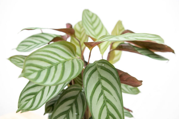 Calathea Compactstar - 70cm kopen bij Green Bubble