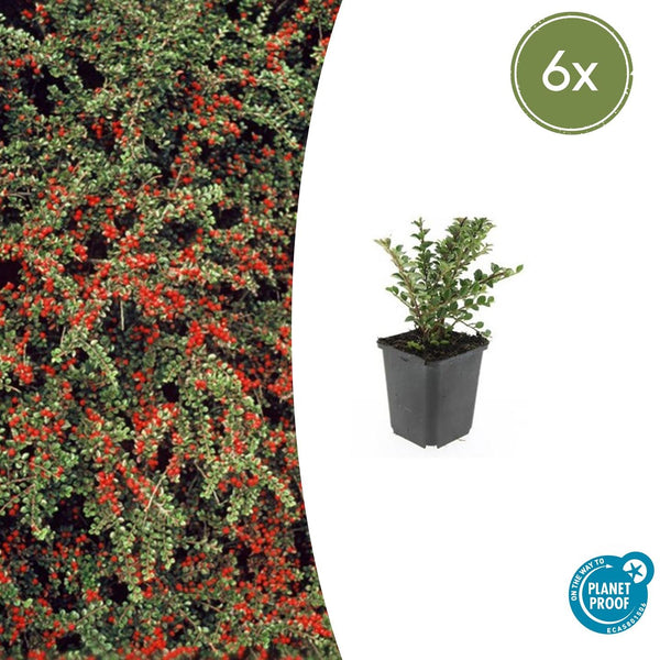 Cotoneaster horizontalis - 20cm kopen bij Green Bubble