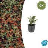 Product afbeelding 1