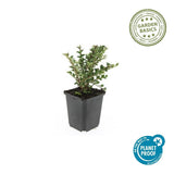 Product afbeelding 2