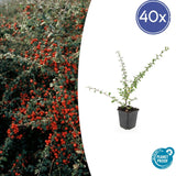 Product afbeelding 9