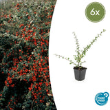 Product afbeelding 12