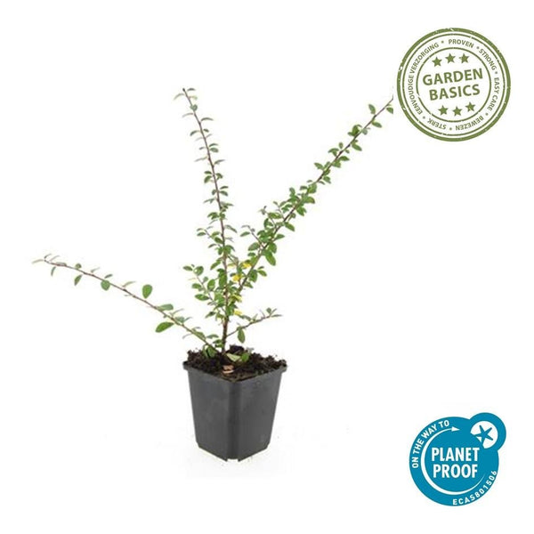 Cotoneaster Suecicus 'Coral Beauty' - 20cm kopen bij Green Bubble