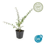 Product afbeelding 2