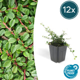 Product afbeelding 9