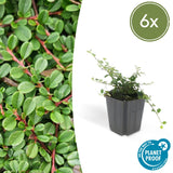 Product afbeelding 10