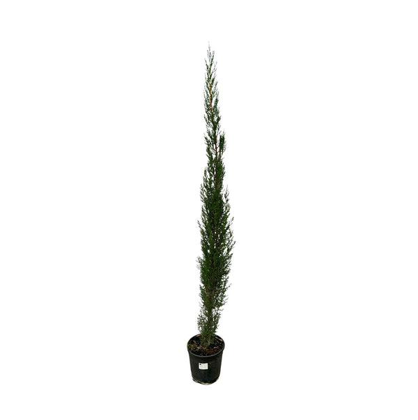 Cupressus pyramide - 160cm kopen bij Green Bubble