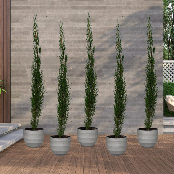 5x Cupressus Leylandii Totem - 160cm kopen bij Green Bubble