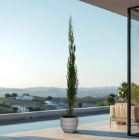 Pyramide de Cupressus - 160cm