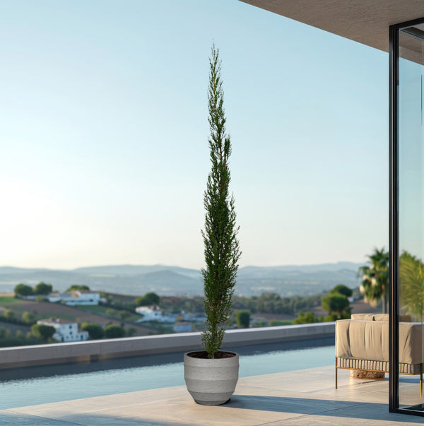 Cupressus pyramide - 160cm kopen bij Green Bubble