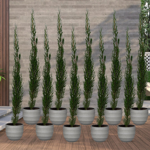 10x Cupressus Leylandii - 160cm kopen bij Green Bubble