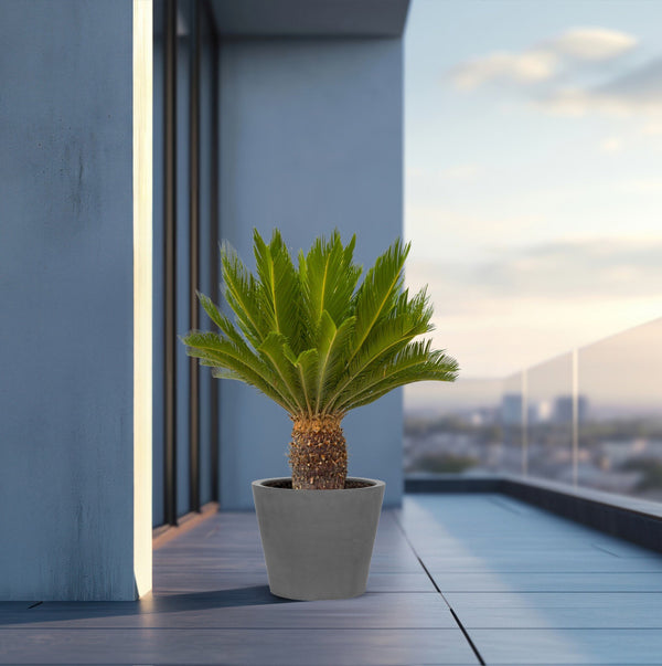 Cycas Revoluta  - 130cm kopen bij Green Bubble