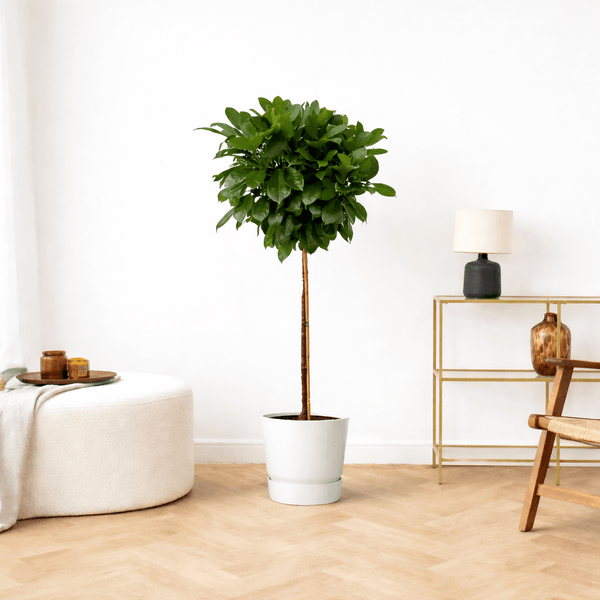 Ficus Cyathistipula op stam - 130cm kopen bij Green Bubble