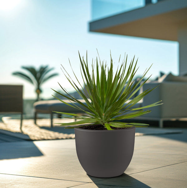 Dracaena Draco - 100cm kopen bij Green Bubble