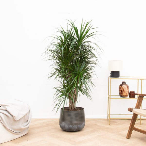 Dracaena Anita Variegata - 140cm kopen bij Green Bubble
