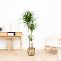 Dracaena Marginata - 160cm