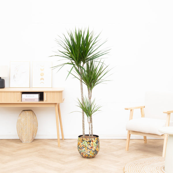 Dracaena Marginata - 160cm kopen bij Green Bubble