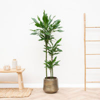 Dracaena Janet Lind XL - 160cm