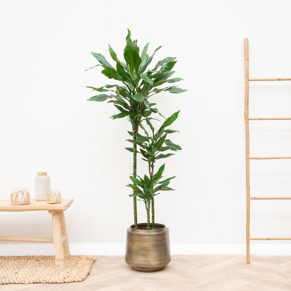 Dracaena Janet Lind XL - 160cm kopen bij Green Bubble