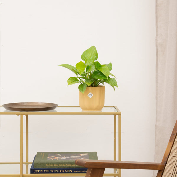 Homalomena Citron Lime - 30cm kopen bij Green Bubble