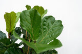 Product afbeelding 5