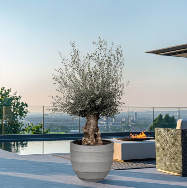 Olijfboom Olea Europaea bonsai XXL - 270cm kopen bij Green Bubble
