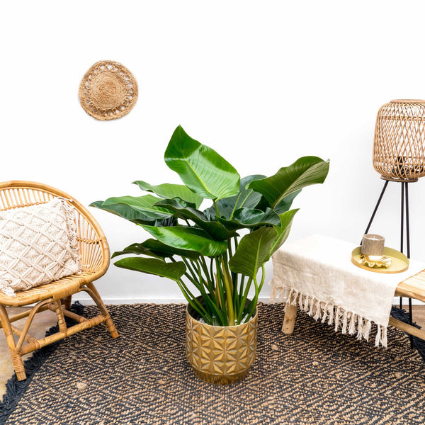 Filodendro Belleza Verde - 100cm kopen bij Green Bubble