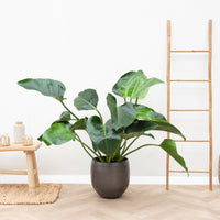 Filodendro Belleza Verde - 100cm