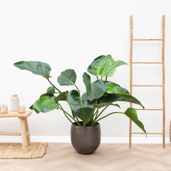 Filodendro Belleza Verde - 100cm kopen bij Green Bubble