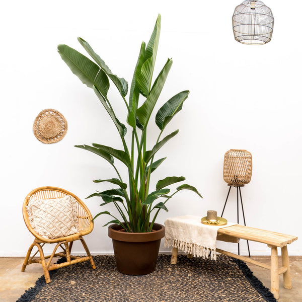 Strelitzia Augusta multi stam XXL - 250cm kopen bij Green Bubble