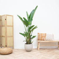Strelitzia Augusta multitallo XXL - 250cm