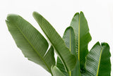 Product afbeelding 6