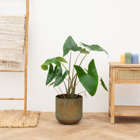 Alocasia Zebrina - 80 cm
