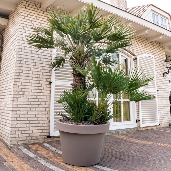 Chamaerops Humilis - 230cm kopen bij Green Bubble