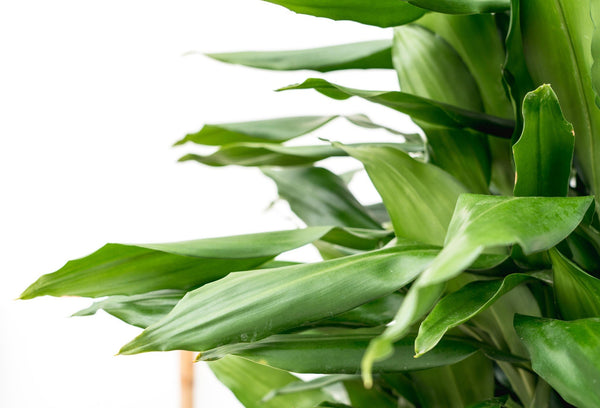 Dracaena Janet Lind XXL - 180cm kopen bij Green Bubble