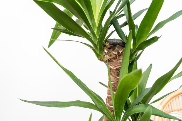 Yucca elephantipes - 100cm kopen bij Green Bubble
