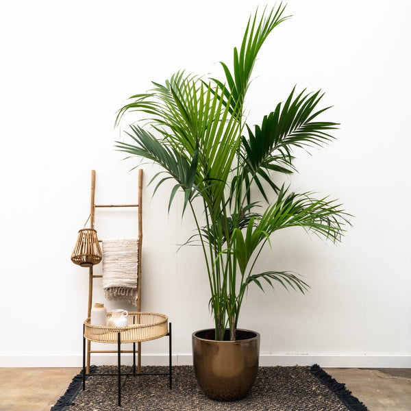 Kentia Palm XXL - 220 cm kopen bij Green Bubble