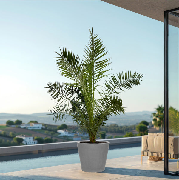 Phoenix Canariensis - 220 cm kopen bij Green Bubble