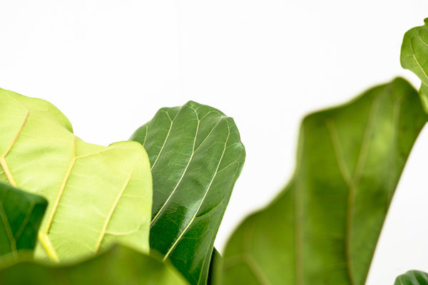Ficus Lyrata branched - 120cm kopen bij Green Bubble