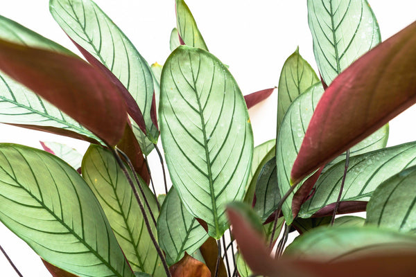 Calathea Oppenheimiana - 130cm kopen bij Green Bubble