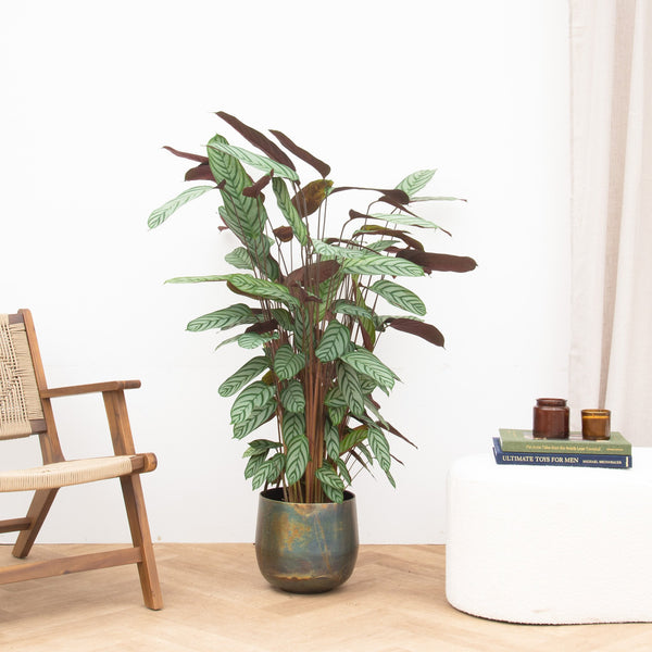 Calathea Oppenheimiana - 130cm kopen bij Green Bubble