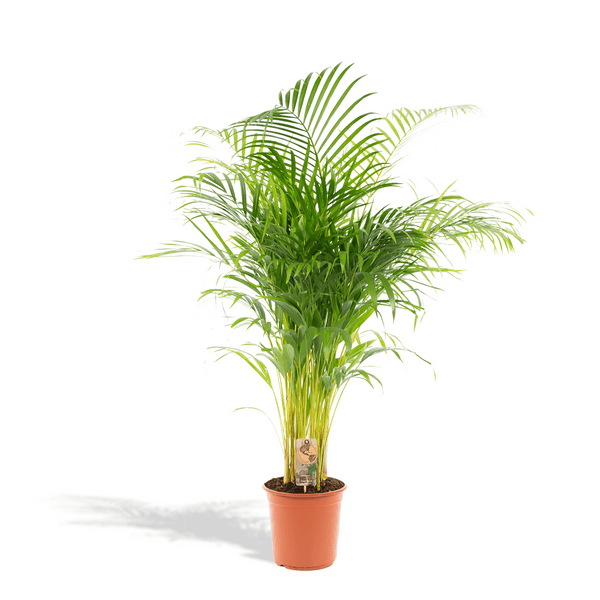 Dypsis Lutescens (Areca palm) - 110cm kopen bij Green Bubble