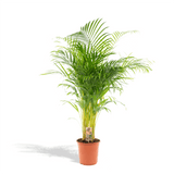 Product afbeelding 2