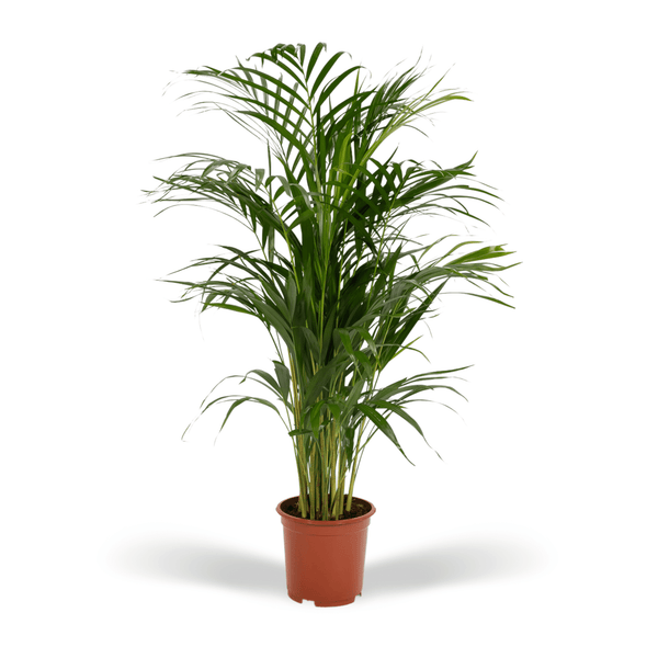 Dypsis Lutescens (Areca palm) - 85cm kopen bij Green Bubble