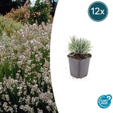 Product afbeelding 6