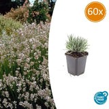 Product afbeelding 9