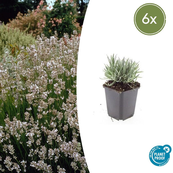 Lavandula Intermedia 'Edelweiss' - 20cm kopen bij Green Bubble