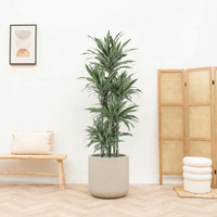 Dracaena Warneckei carrousel - 180 cm